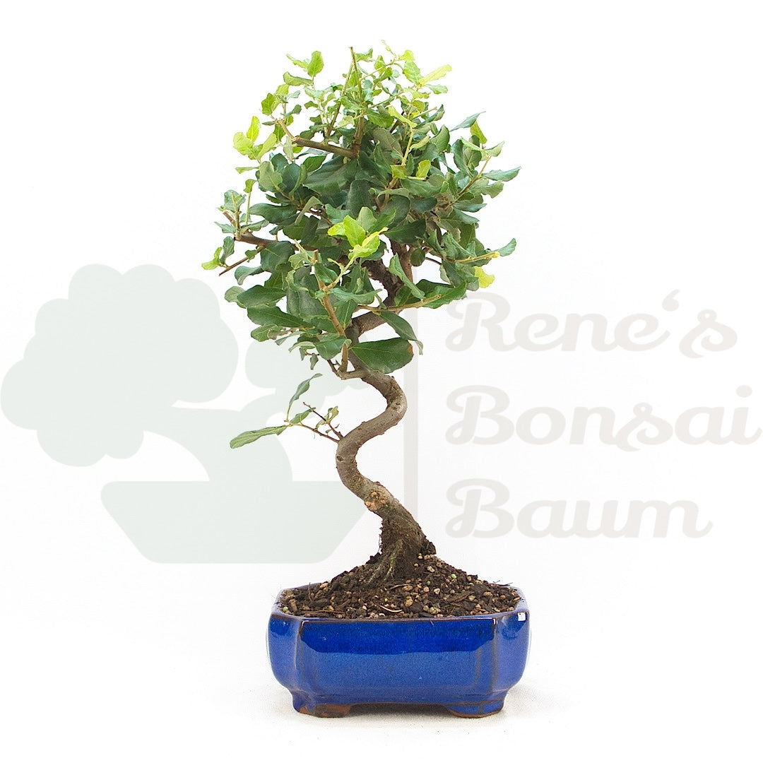 Kork-Eiche 'Quercus suber'